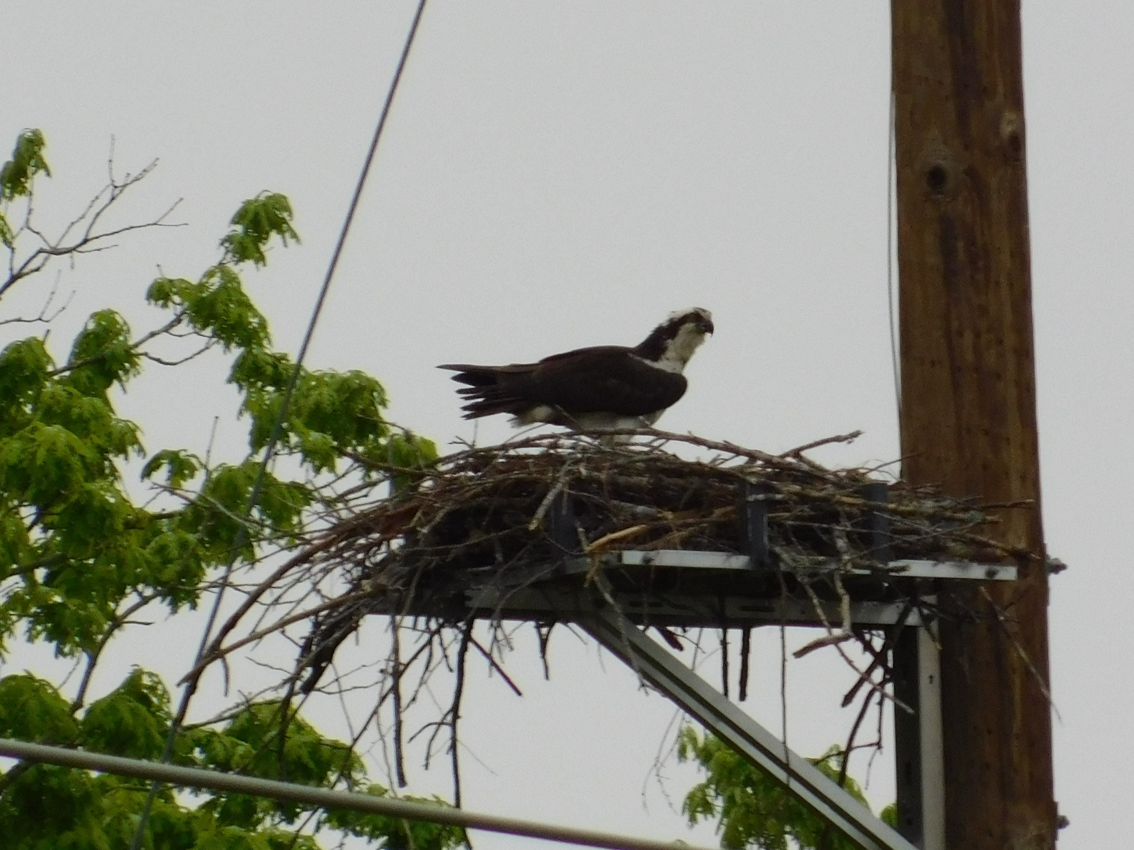 Osprey nesting on platform - wildlife protection for utilities